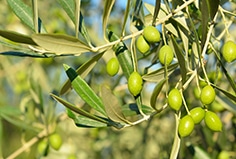 olivo-oliva-aceite