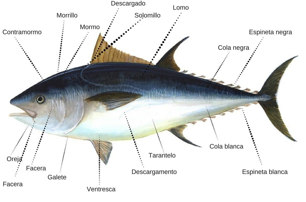 Temporada de atún: un pescado sabroso, nutritivo y muy versátil