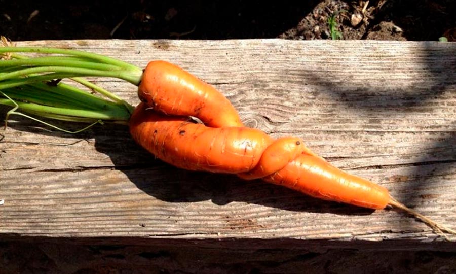 Ugly food zanahoria