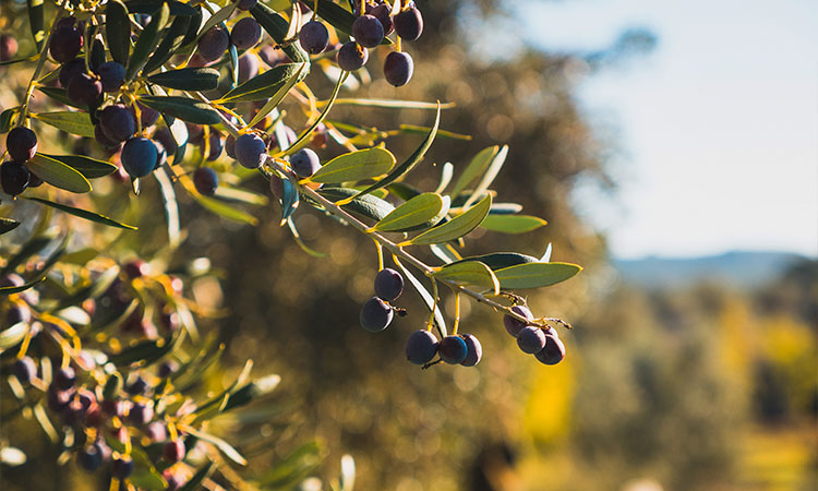 ¿Sabes cuál es el país que más produce aceite de oliva del mundo?