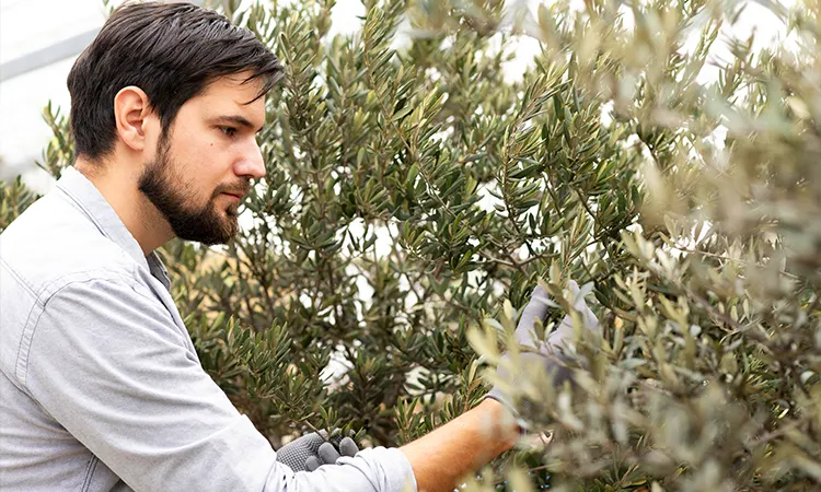 herramientas para podar un olivo