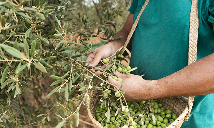 tecnica de recogida aceituna ordeño