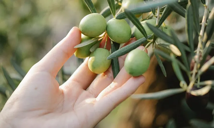 cosecha temprana de aceitunas